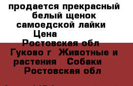 продается прекрасный белый щенок самоедской лайки › Цена ­ 20 000 - Ростовская обл., Гуково г. Животные и растения » Собаки   . Ростовская обл.